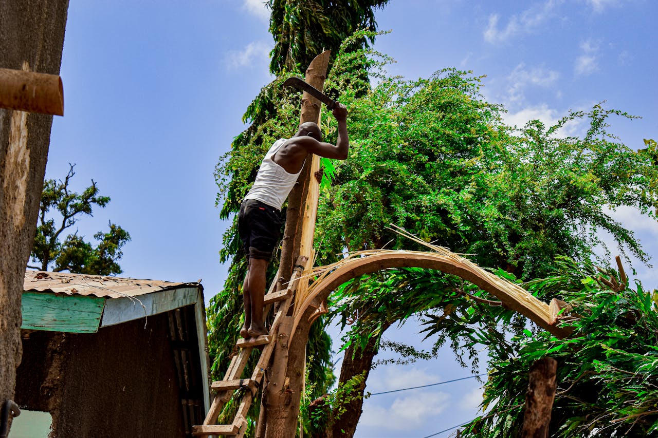 Man climbs ladder to prune tree branches in a lush outdoor environment.