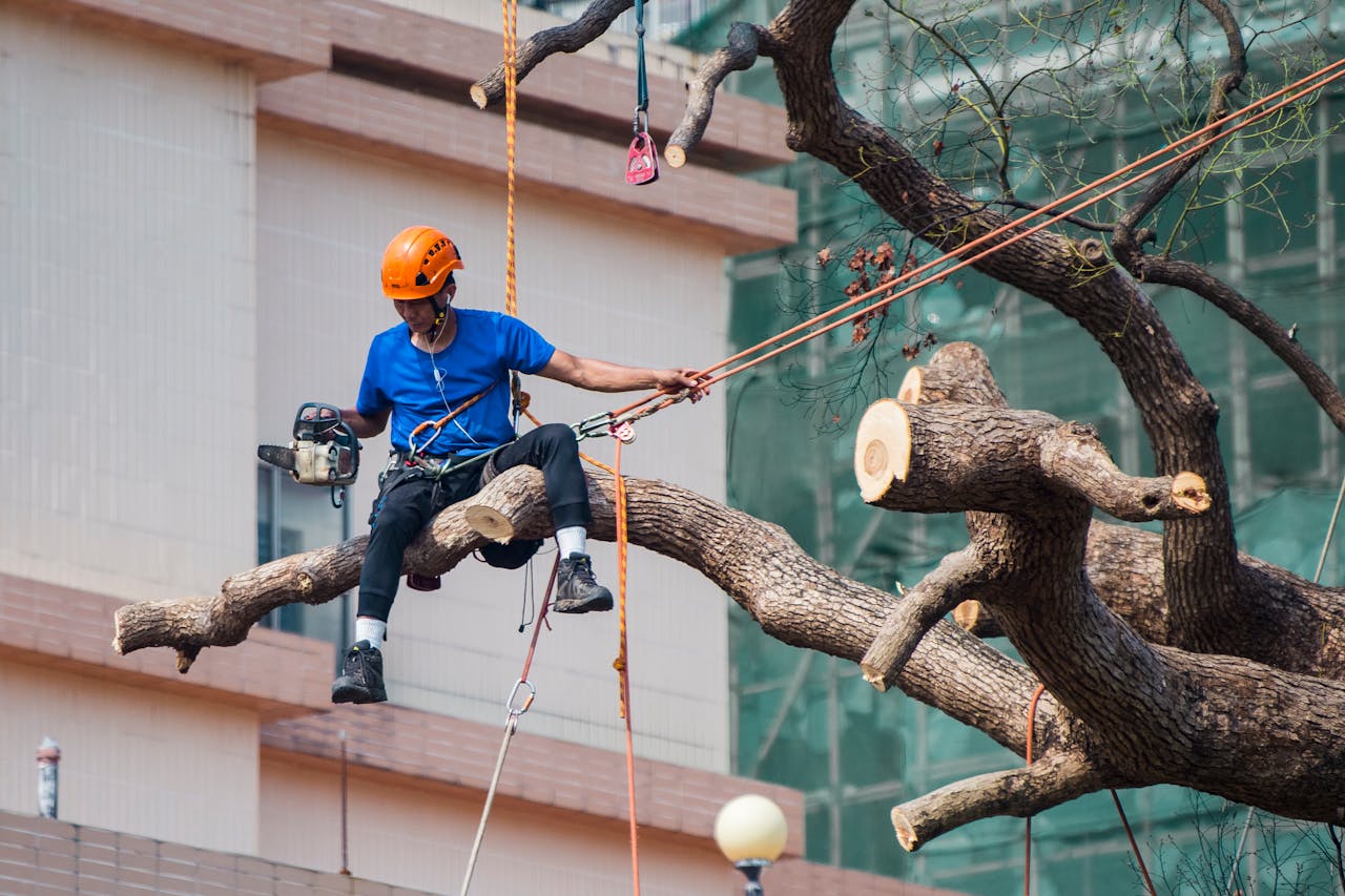 Tree surgeon using a chainsaw to prune branches while secured with ropes in Kowloon, Hong Kong.