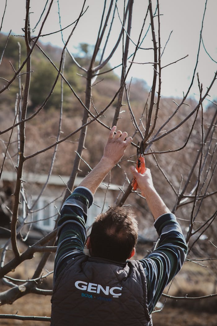 Adult man pruning tree branches outdoors, preparing for spring growth.