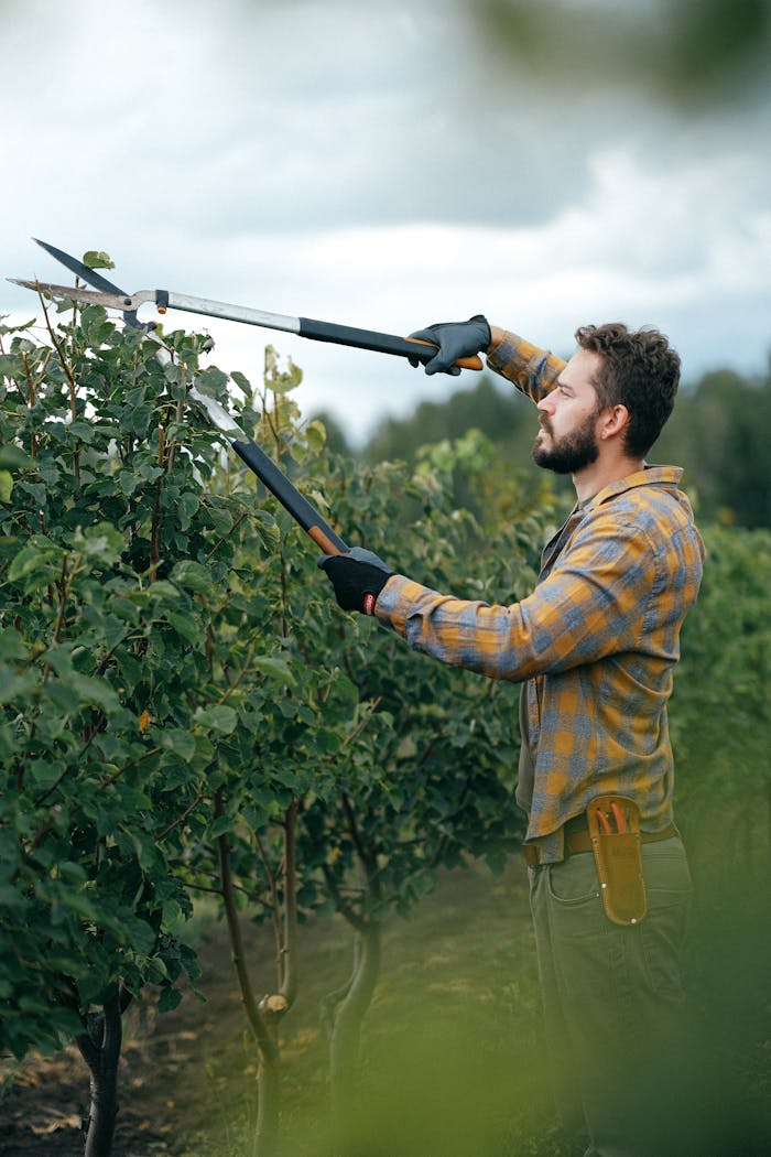 A gardener using shears to trim bushes outdoors in a farm setting.