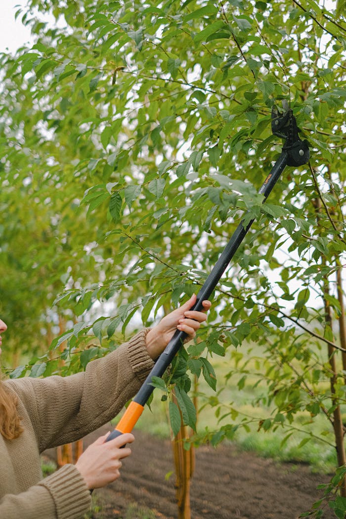 Crop anonymous female farmer with pole pruner cutting sprigs of tree growing in field