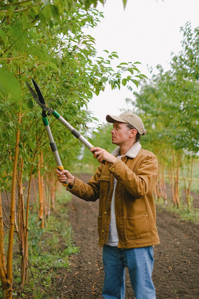 A gardener trims trees with shears on a farm, showcasing agricultural work.