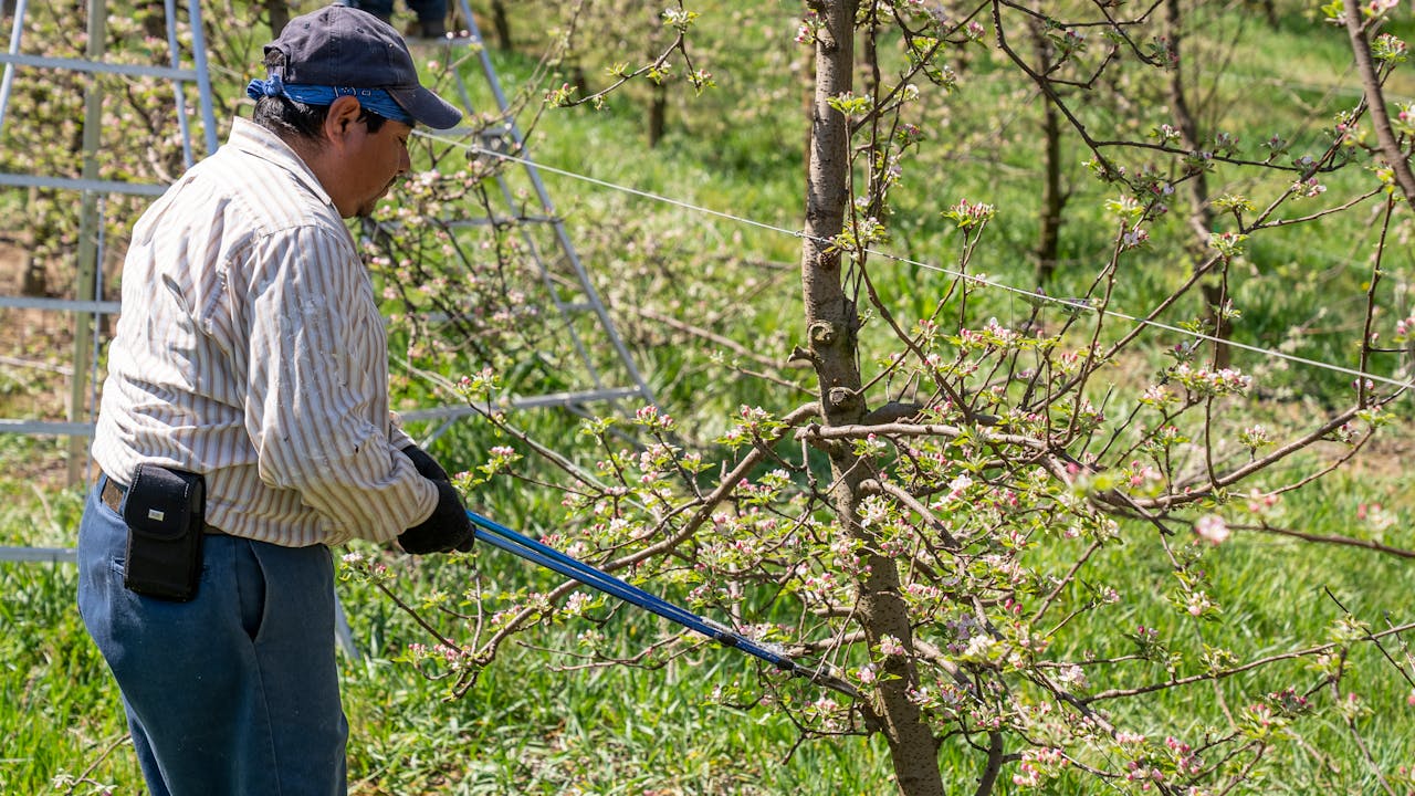 Farmer trimming tree branches in a sunlit orchard with blooming branches.