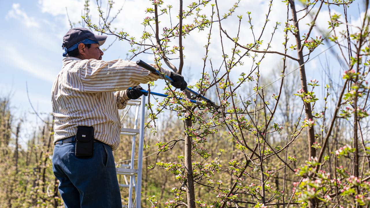 A farmer trims tree branches with shears in a sunny orchard, signifying spring care.